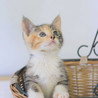 キジ三毛仔猫のコートちゃん里親募集！ サムネイル5