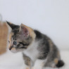 キジ三毛仔猫のコートちゃん里親募集！ サムネイル6