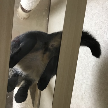 変態じゃありません。