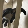 変態じゃありません。