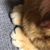 おててがちょこん。