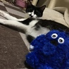 あおいやつ、、