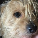 (お願い)珍しいミックス犬(^^)