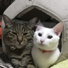 キャットピア(にゃんこカフェ)