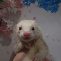 げんき