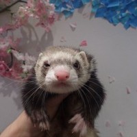 みやび