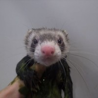 きずな