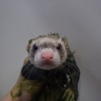 ひびき