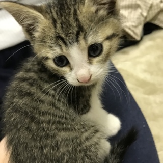 里親募集 キジトラ