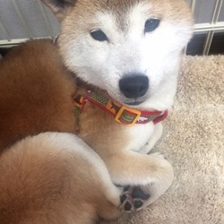 繁殖引退犬の里親募集(._.)