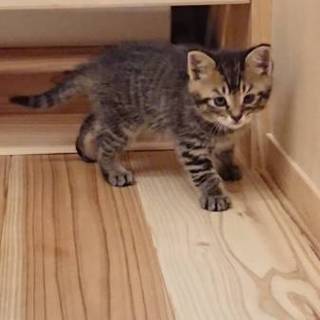 キジトラ☆男の子