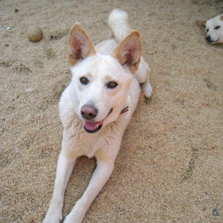 鉾田多頭崩壊70ワン　さくら