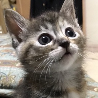 美人過ぎるキジトラのようなサビのような女の子！