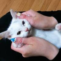 ろはん
