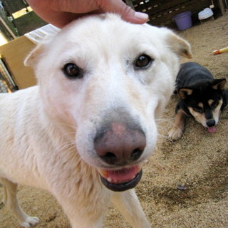 鉾田多頭崩壊70ワン里親募集 マミー