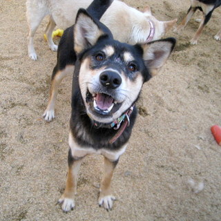 鉾田多頭崩壊70ワン里親様募集　まろたん♀