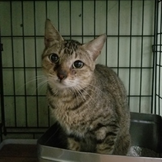 里親様決定❤  ありがとうございました