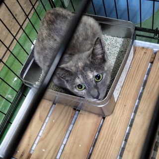 パステルグレーのサビちゃん動画あります