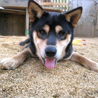 鉾田多頭崩壊70ワン ごー君♂