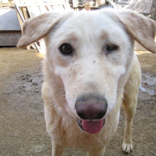 鉾田多頭崩壊70ワン里親様募集　ニーナ♀