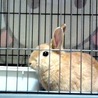 捨てうさぎ里親募集 サムネイル2