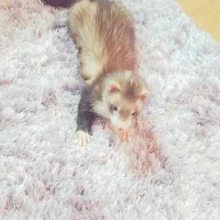 フェレット里親募集