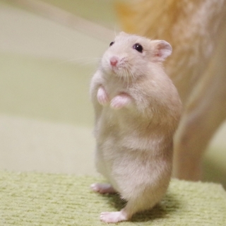 ジャンガリアンイエロー