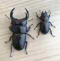 オオクワガタ♂♀ペア