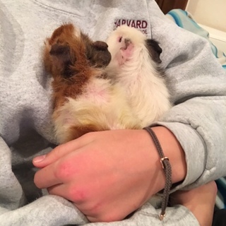 モルモット二匹の里親探しております！