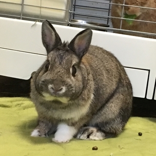 強気なネザーの女の子　さくらちゃん