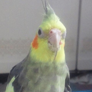 肝臓が悪いので、通院可能な方