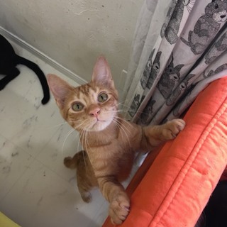 茶トラ、生後６か月の男の子