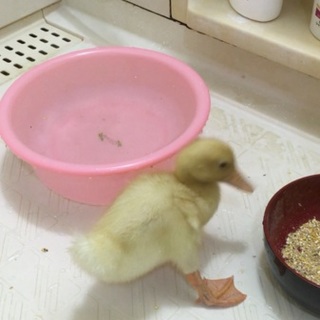 よちよち歩きのアヒルの雛です！