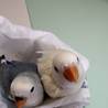 小桜インコ挿餌雛(内定キャンセルの為、再募集) サムネイル2