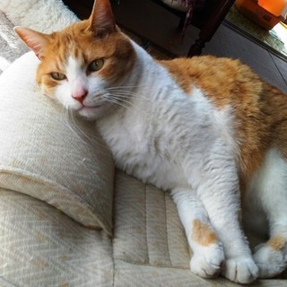 ムタさん　　11歳くらいのオス