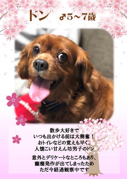 キャバリア　ドン　ルビー　穏やかな男の子　 サムネイル7