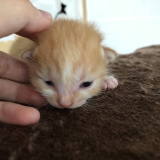生後3週間の子猫ちゃん