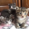 みんな可愛い子猫です