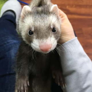 2ヶ月半のフェレット 里親様募集