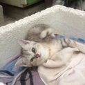 綺麗な毛色の仔猫です（４兄妹・ちー）