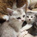 綺麗な毛色の仔猫です（４兄妹・なつ）