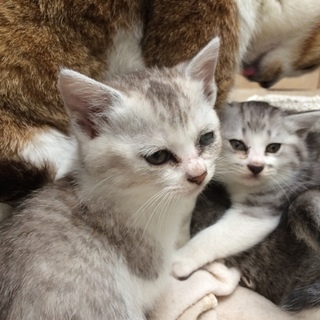 綺麗な毛色の仔猫です（４兄妹・なつ）