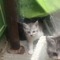 綺麗毛色の仔猫です（４兄妹・ヴィヴィ）