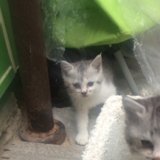 綺麗毛色の仔猫です（４兄妹・ヴィヴィ）