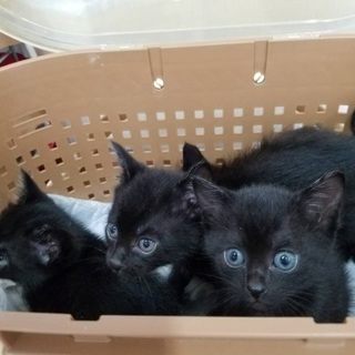 黒４兄妹とママ