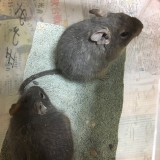 ブルーデグー ペア