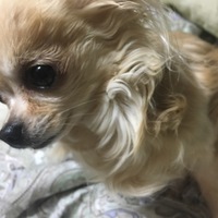 ふぉんくん