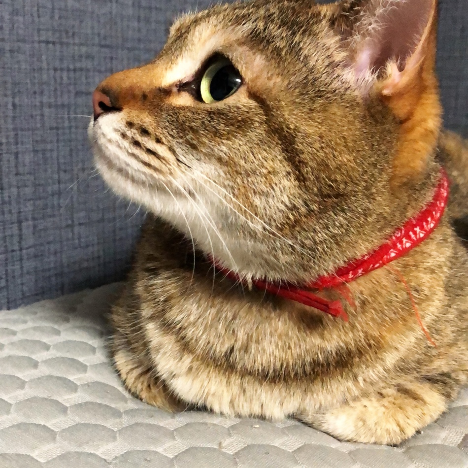 ちいちゃんのカバー写真