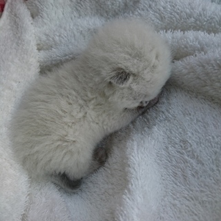 生まれたばかりの子猫です