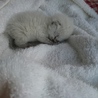 生まれたばかりの子猫です サムネイル3